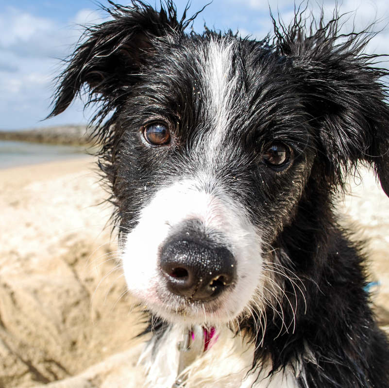 Itchy Ear Oil for Dogs - Image 3
